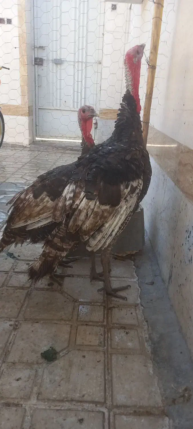 بوقلمون نر ماده سالم سرحال|حیوانات مزرعه|فسا, |دیوار