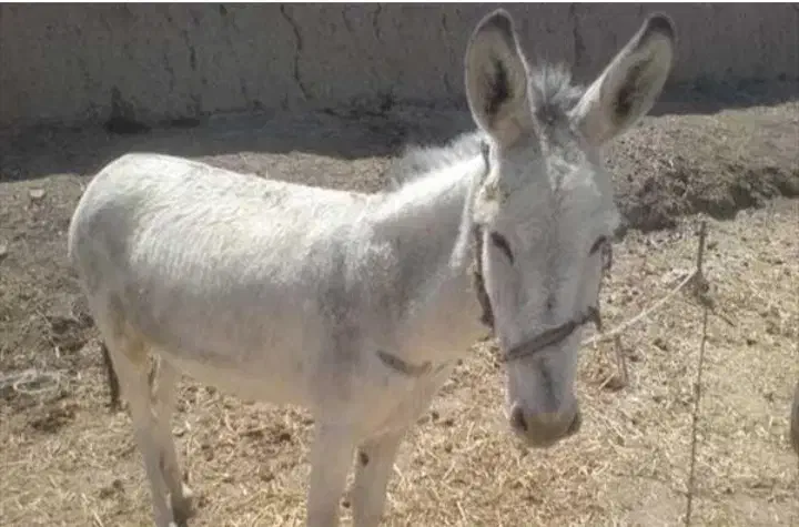 خر دوسال نر هست برناموس کسی۰که الکی زنگ بزنه|حیوانات مزرعه|پاپی, |دیوار