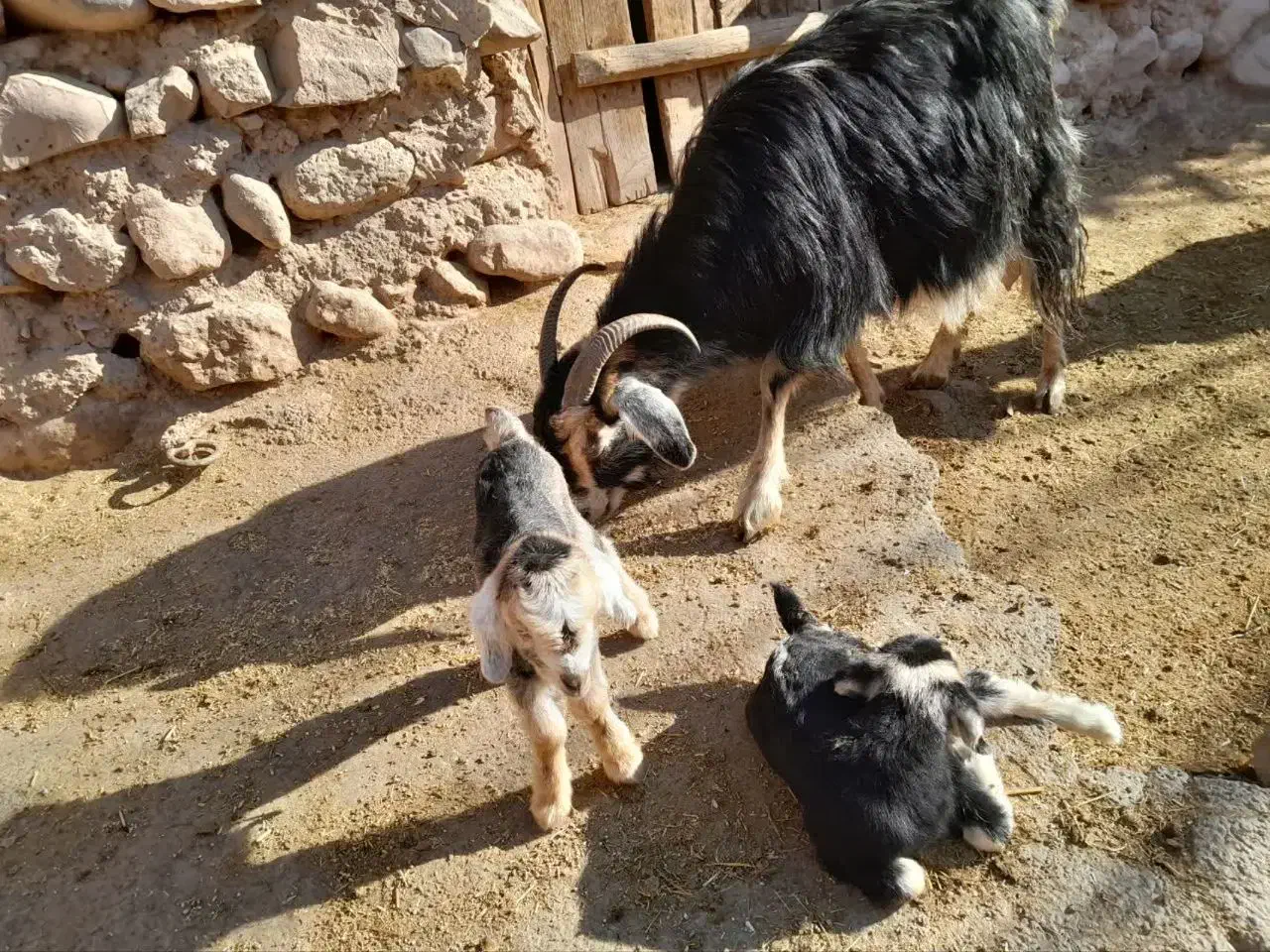 سه عددبزماده فروخته میشود|حیوانات مزرعه|جاجرود, |دیوار