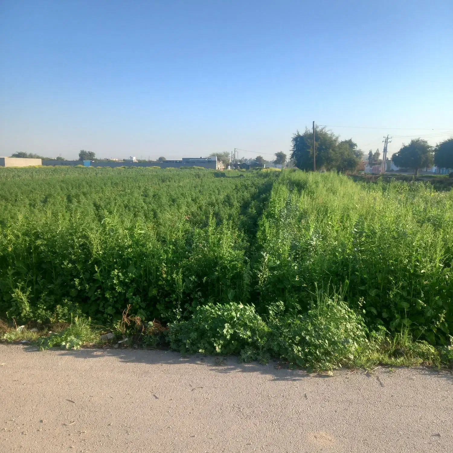 سبزی خورشتی|خوردنی و آشامیدنی|کوهدشت, |دیوار