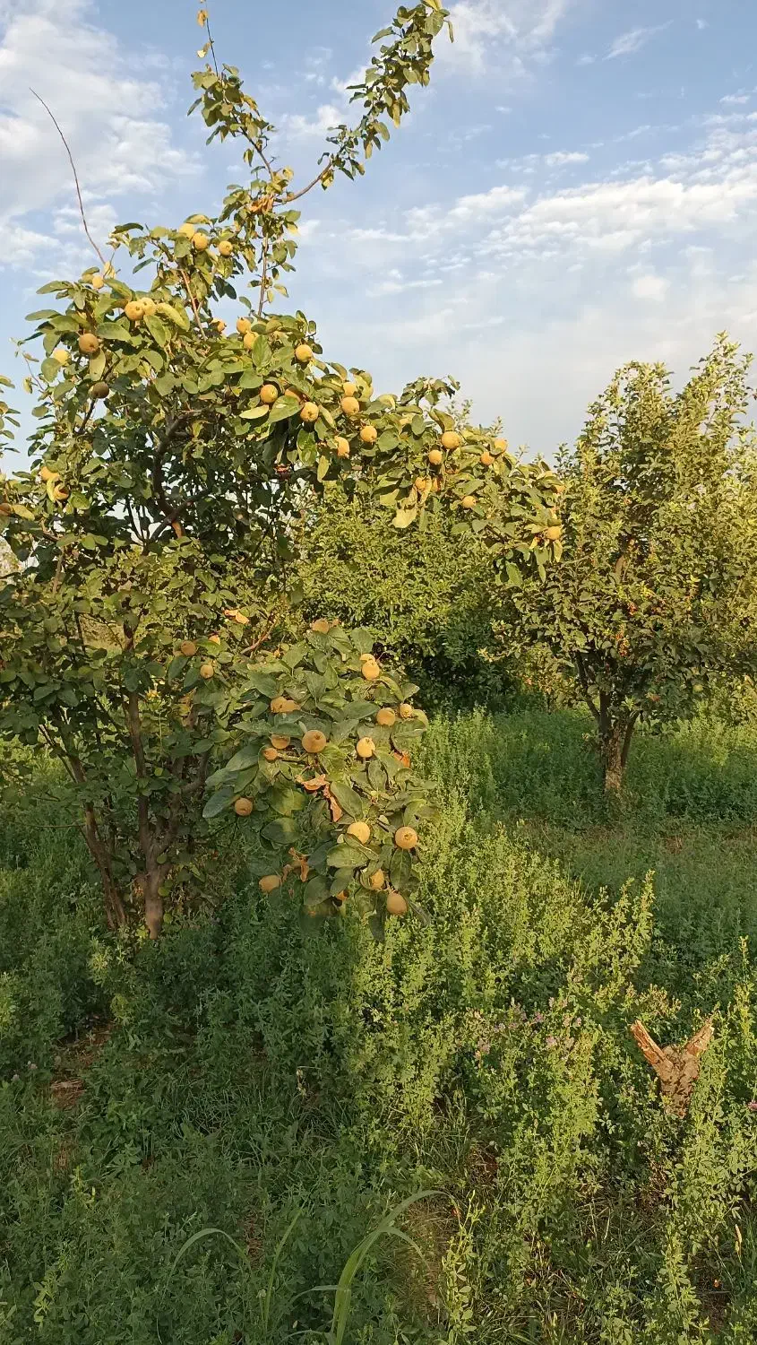 زمین سر درختی|فروش زمین و ملک کلنگی|بناب, |دیوار