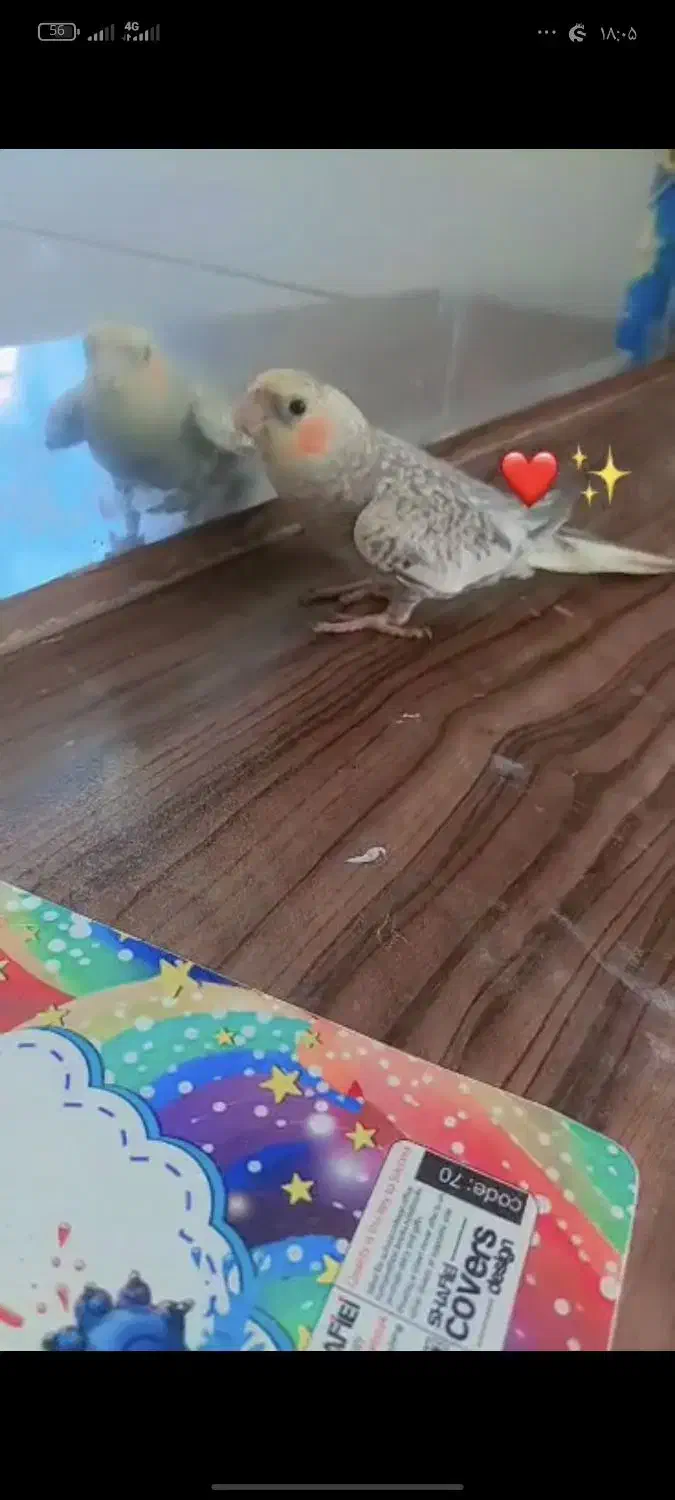 گمشده|پرنده|هندیجان, |دیوار