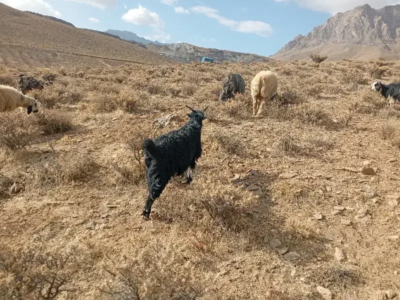 بزغاله چاق|حیوانات مزرعه|فریدونشهر, |دیوار