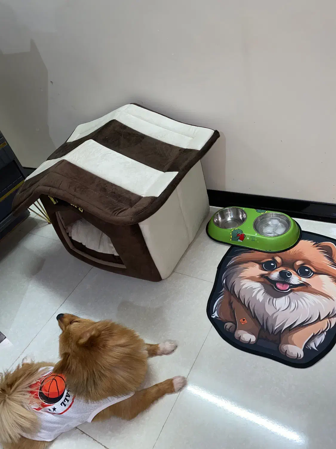 پامر روباهی|سگ|شاهین‌شهر, مخابرات (شهید بهشتی)|دیوار