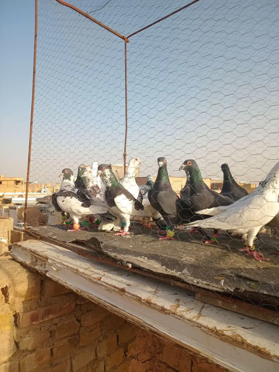 ک چق|پرنده|سبزوار, پاسداران|دیوار