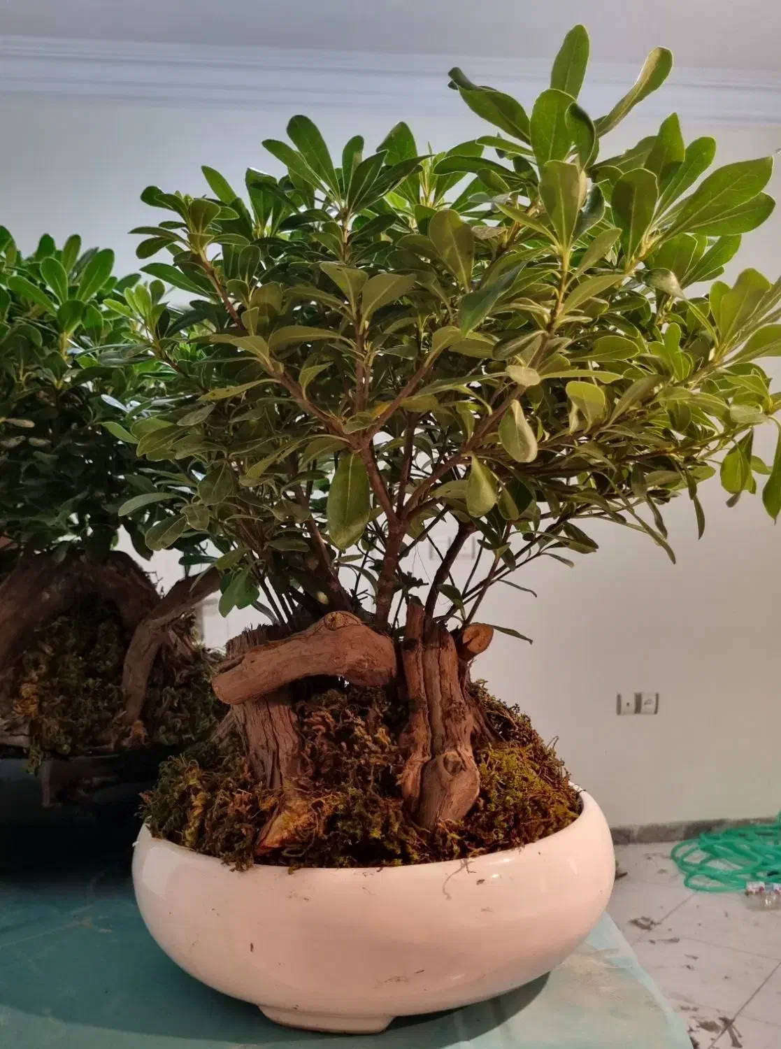 گل بنسای آپارتمانی|گل و گیاه طبیعی|کرج, آق تپه|دیوار