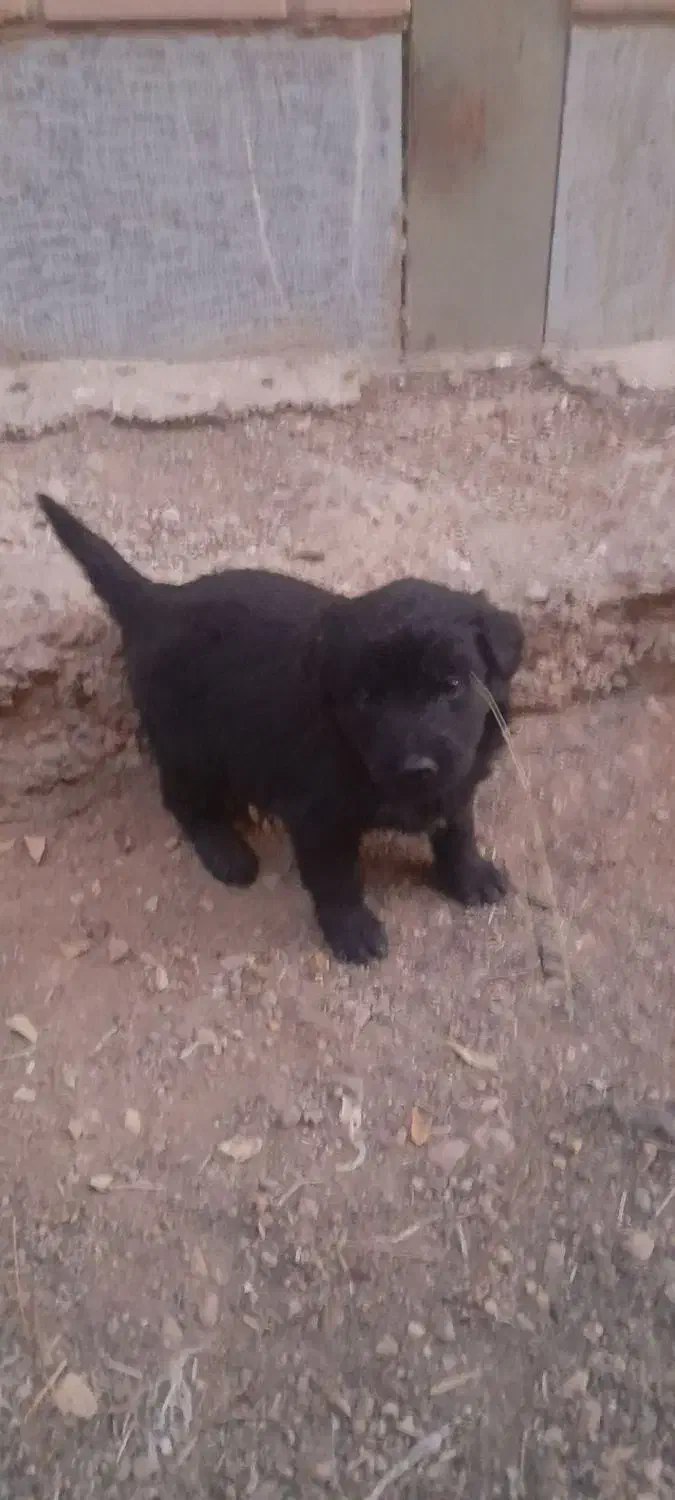 توله های سگ قدرجونی نروماده|سگ|قزوین, |دیوار