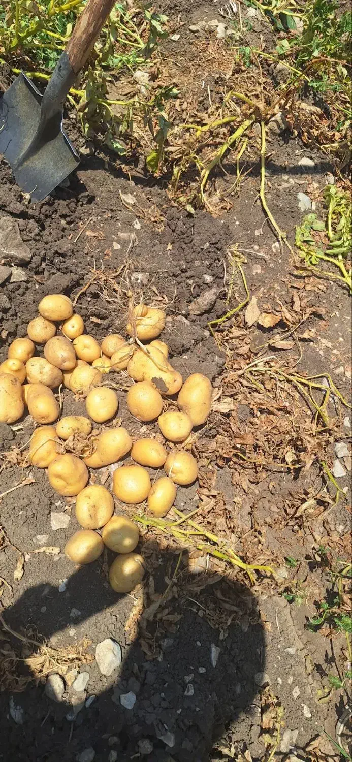 سیب زمینی سانتا|خوردنی و آشامیدنی|بیلوار, |دیوار