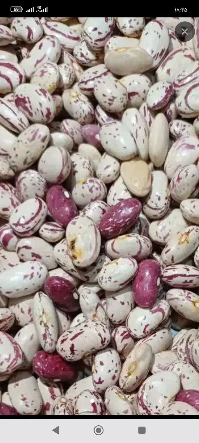 لوبیای تازه وزودپز|خوردنی و آشامیدنی|ازنا, |دیوار