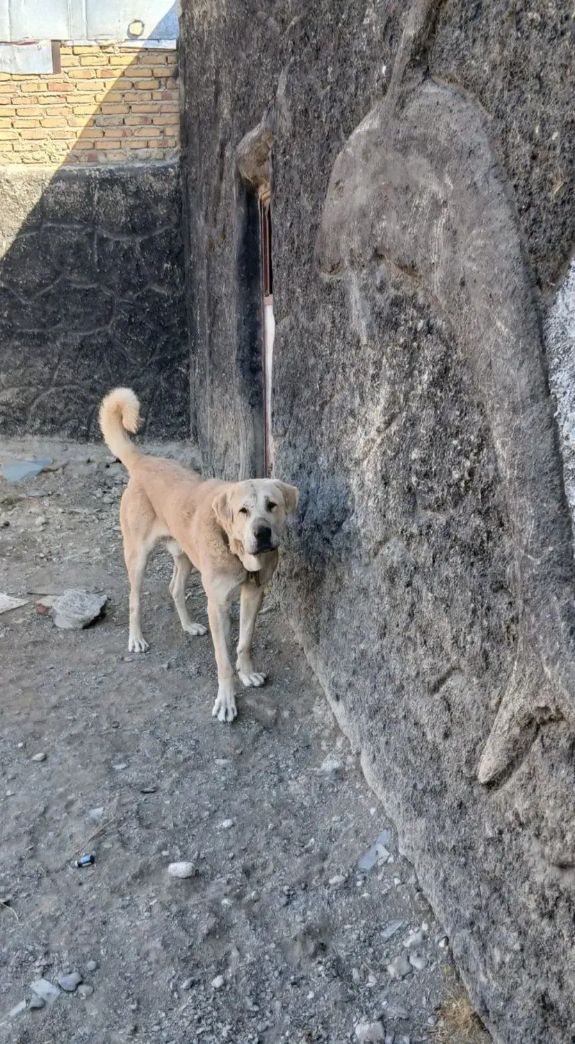 سگگ|سگ|زنجان, |دیوار