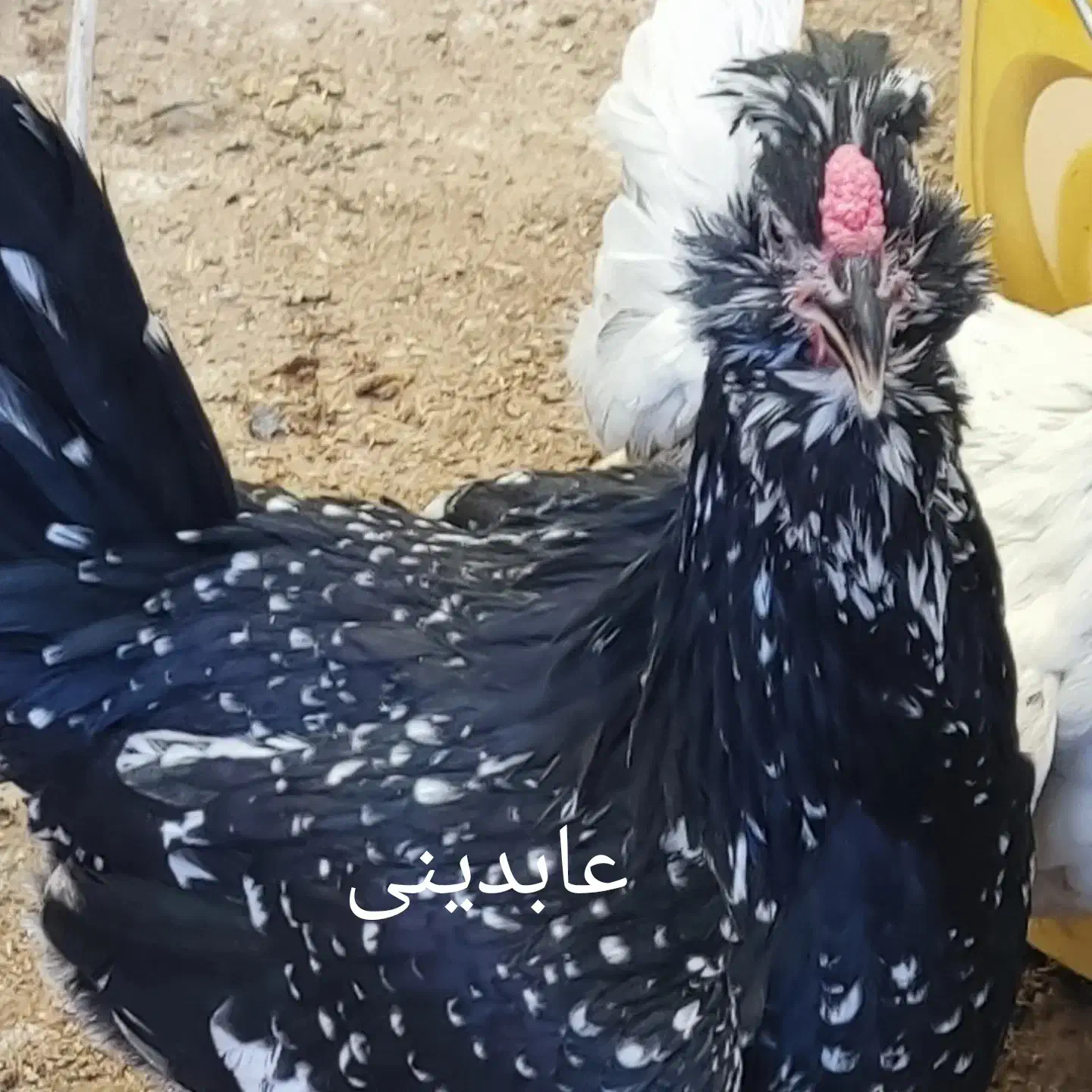 مرغ و خروس طوسی و سوزنی|حیوانات مزرعه|اصفهان, امینآباد|دیوار