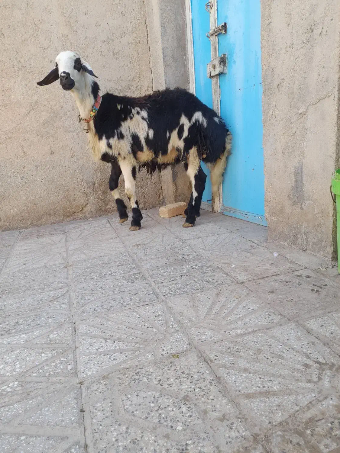 بره قوچ پوست گاوی|حیوانات مزرعه|بروجرد, |دیوار