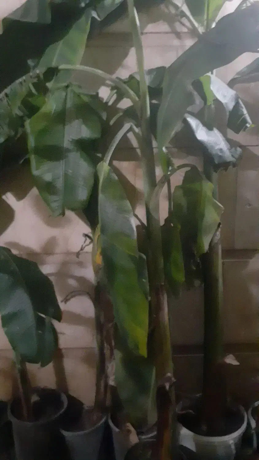 درخت موز|گل و گیاه طبیعی|گرگان, |دیوار