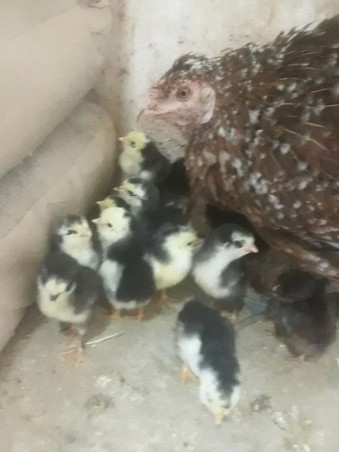 فرش|فرش|کهنوج, |دیوار