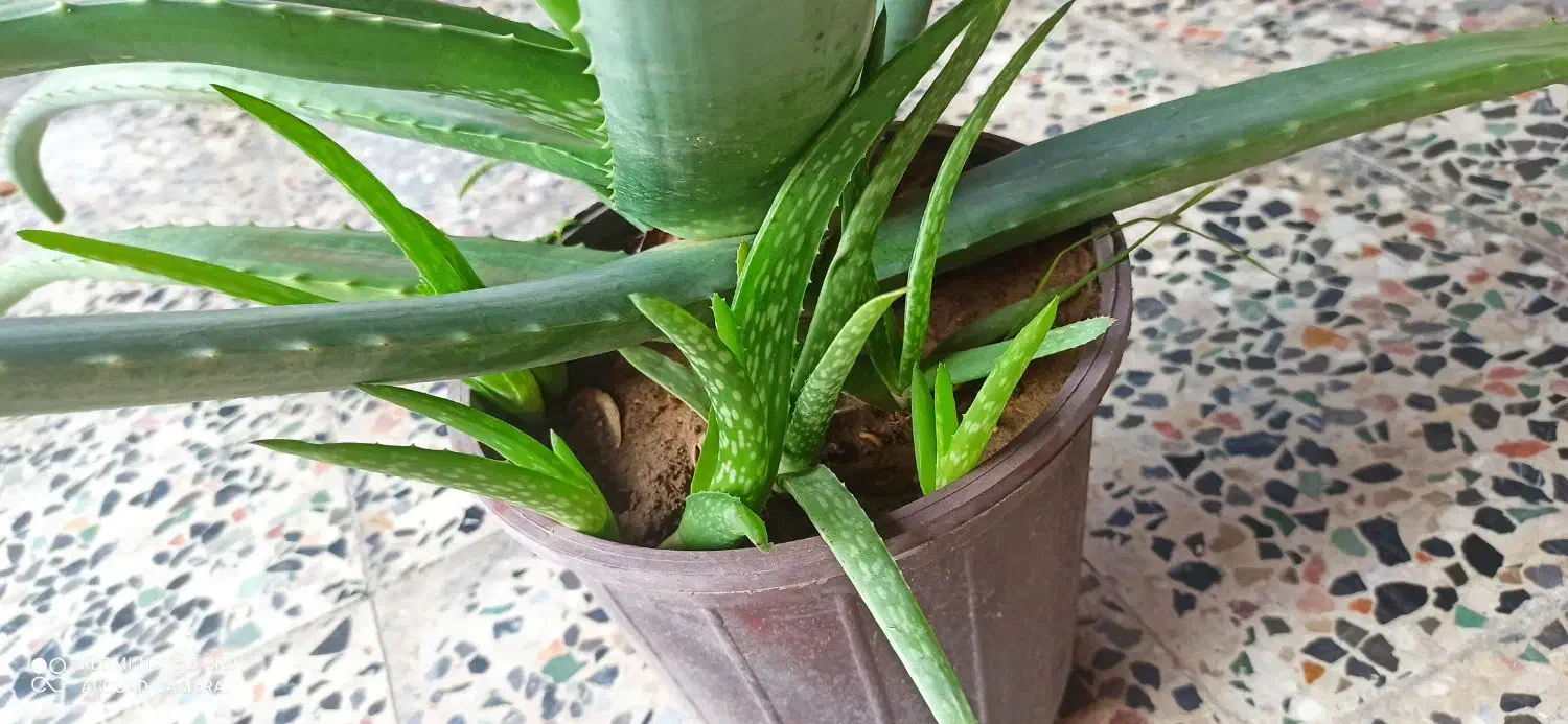 فروش گیاه الورا|گل و گیاه طبیعی|چابهار, |دیوار