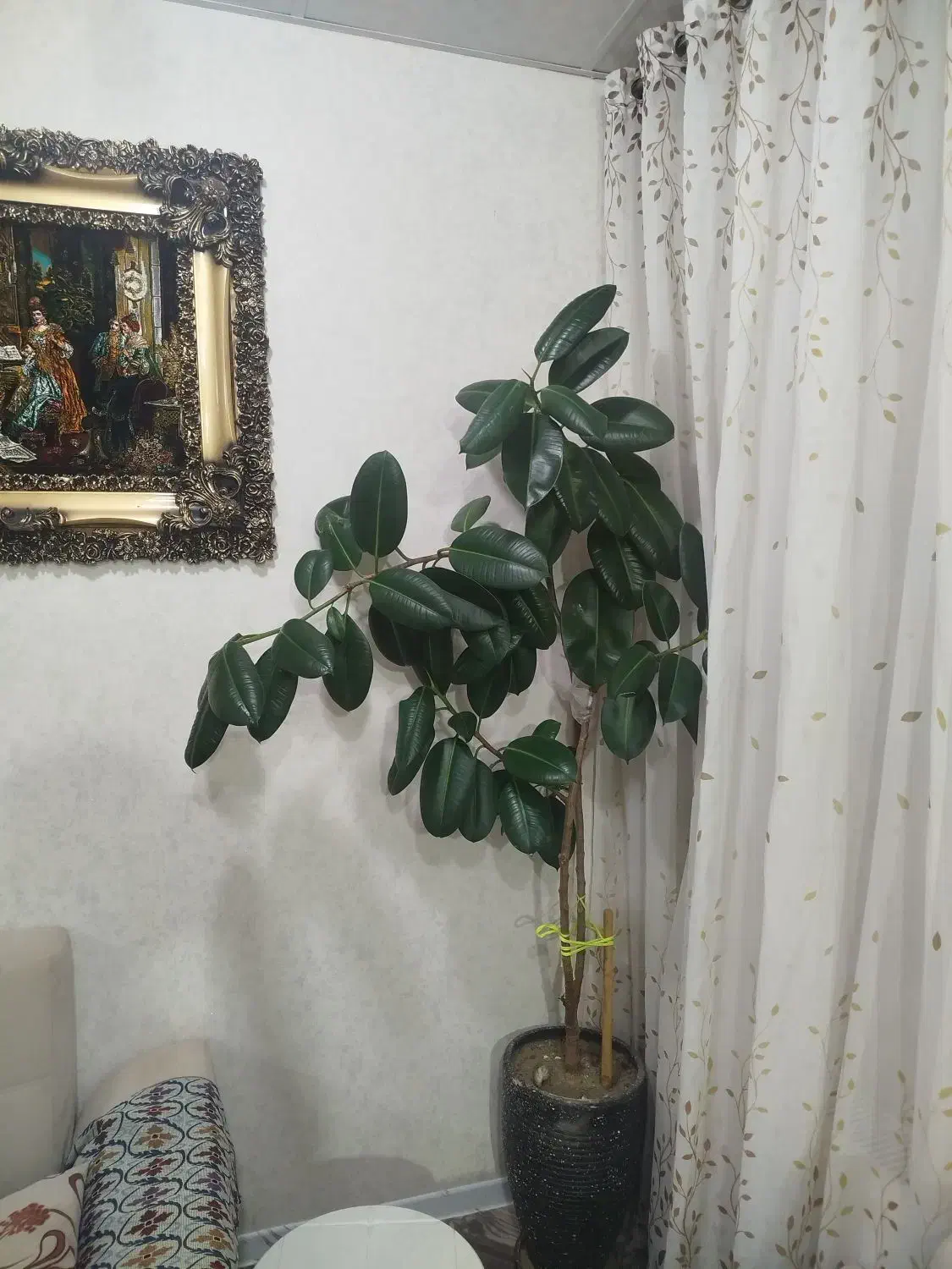 فروش گل فیل دوست|گل و گیاه طبیعی|محمدیه-قزوین, |دیوار