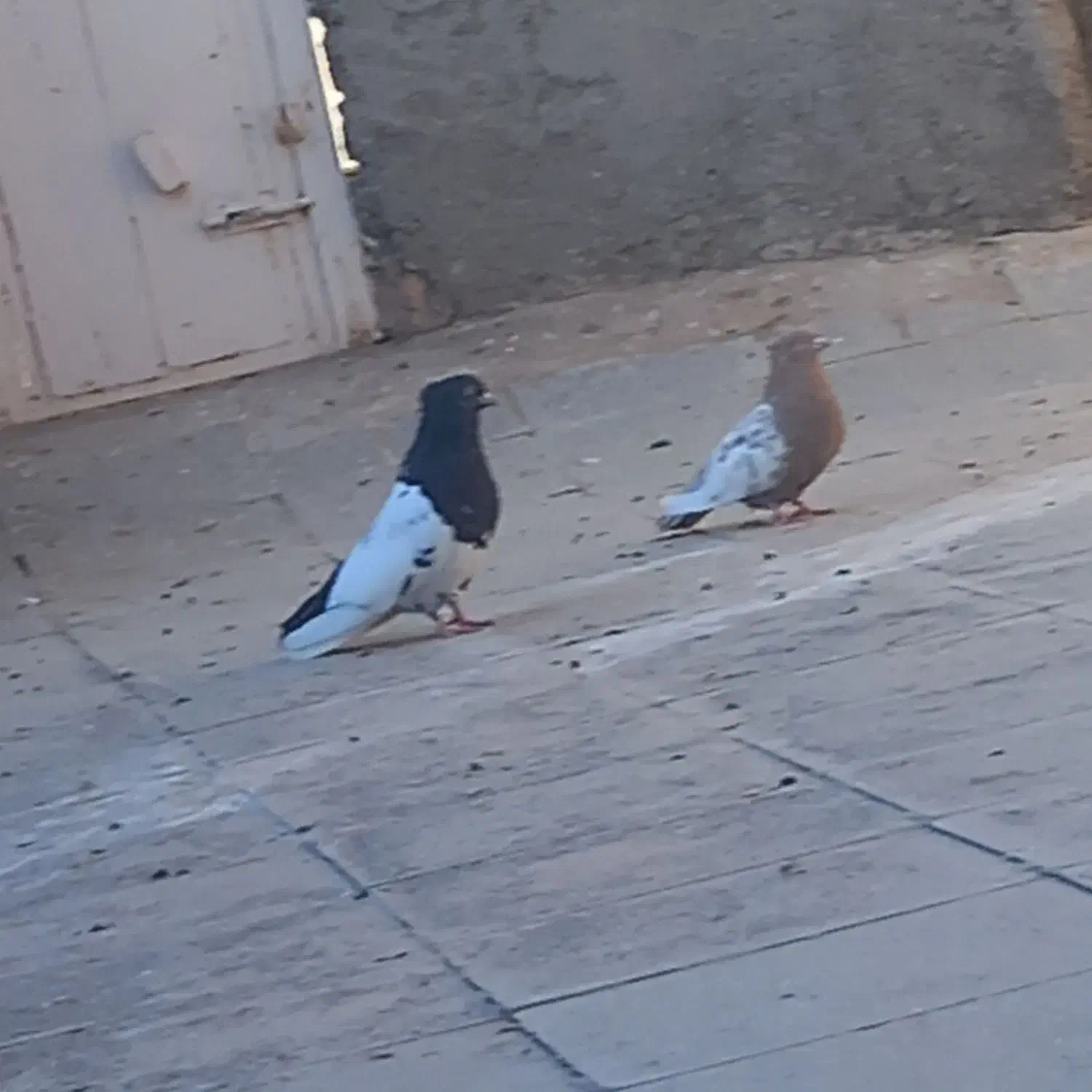 کبوتر|پرنده|تربتحیدریه, کاشانی|دیوار