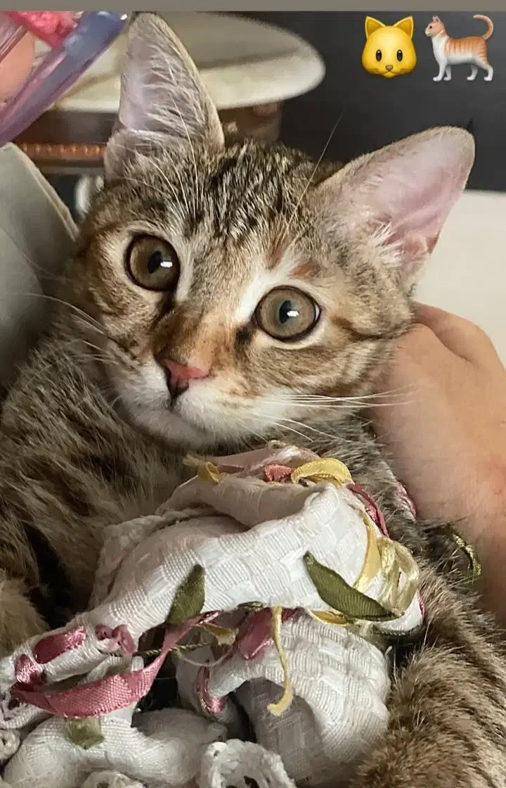 واگذاری گربه|گربه|کرمانشاه, |دیوار