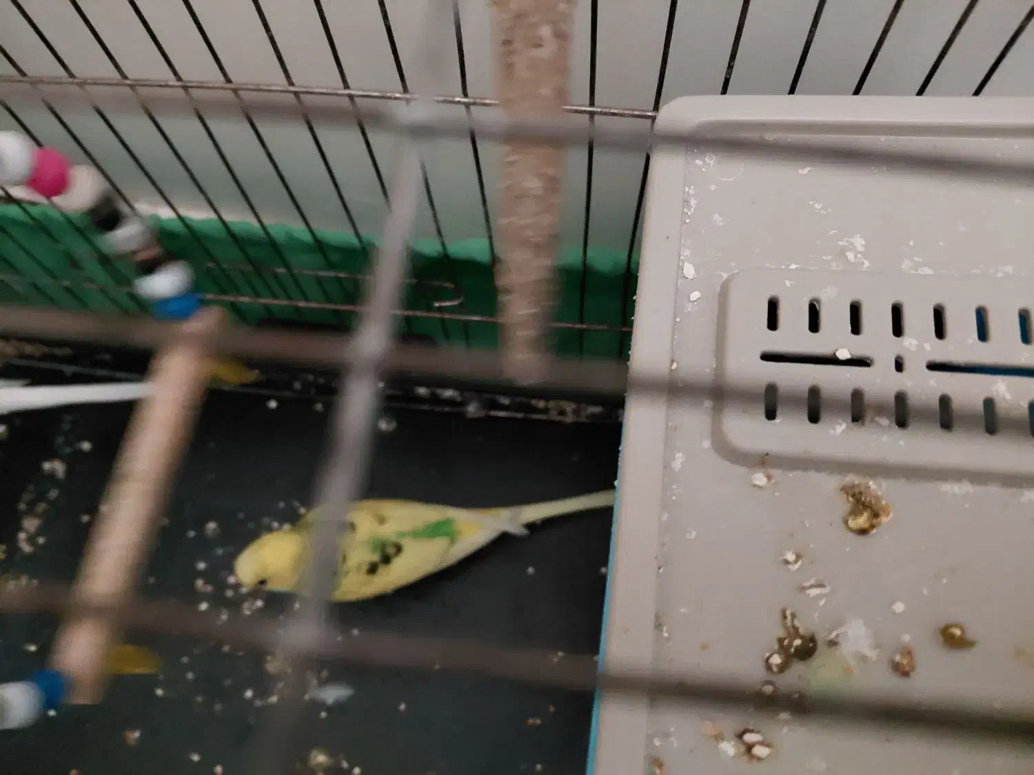 ۱ جفت مرغ عشق با یک مرغ عشق نر با وسایل|پرنده|تهران, شهرک طالقانی|دیوار