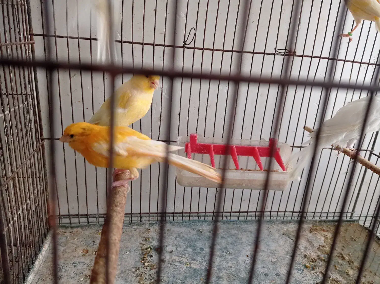 فروش قناری|پرنده|بهبهان, |دیوار