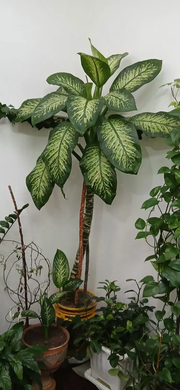 دیفن باخیا غولپیکر|گل و گیاه طبیعی|سراب, |دیوار