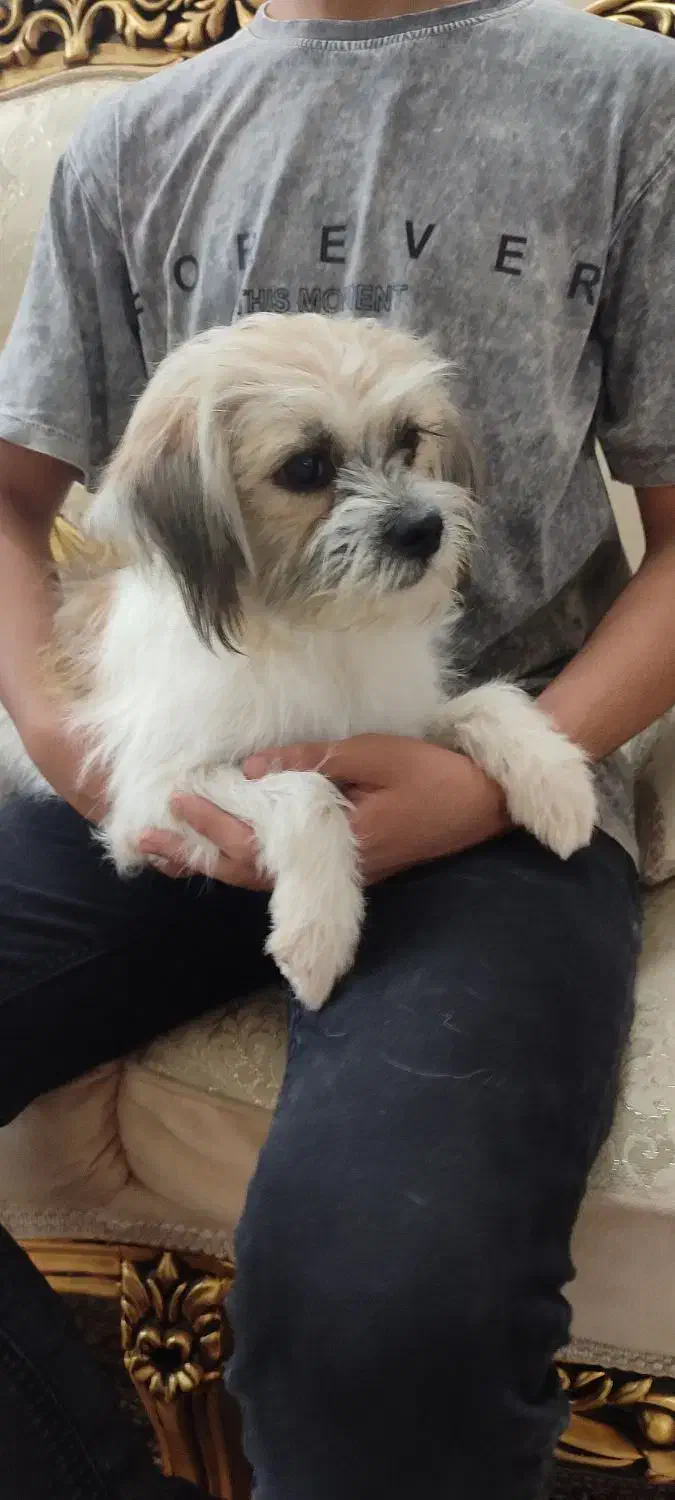 جنیفر و تیاگو...|سگ|قم, زنبیل آباد|دیوار