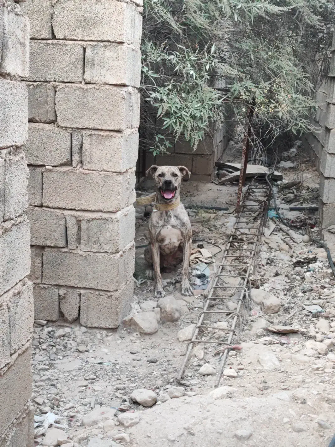 نر پیتبول خراسانی مخصوص گله و کوه|سگ|نورآباد ممسنی, |دیوار