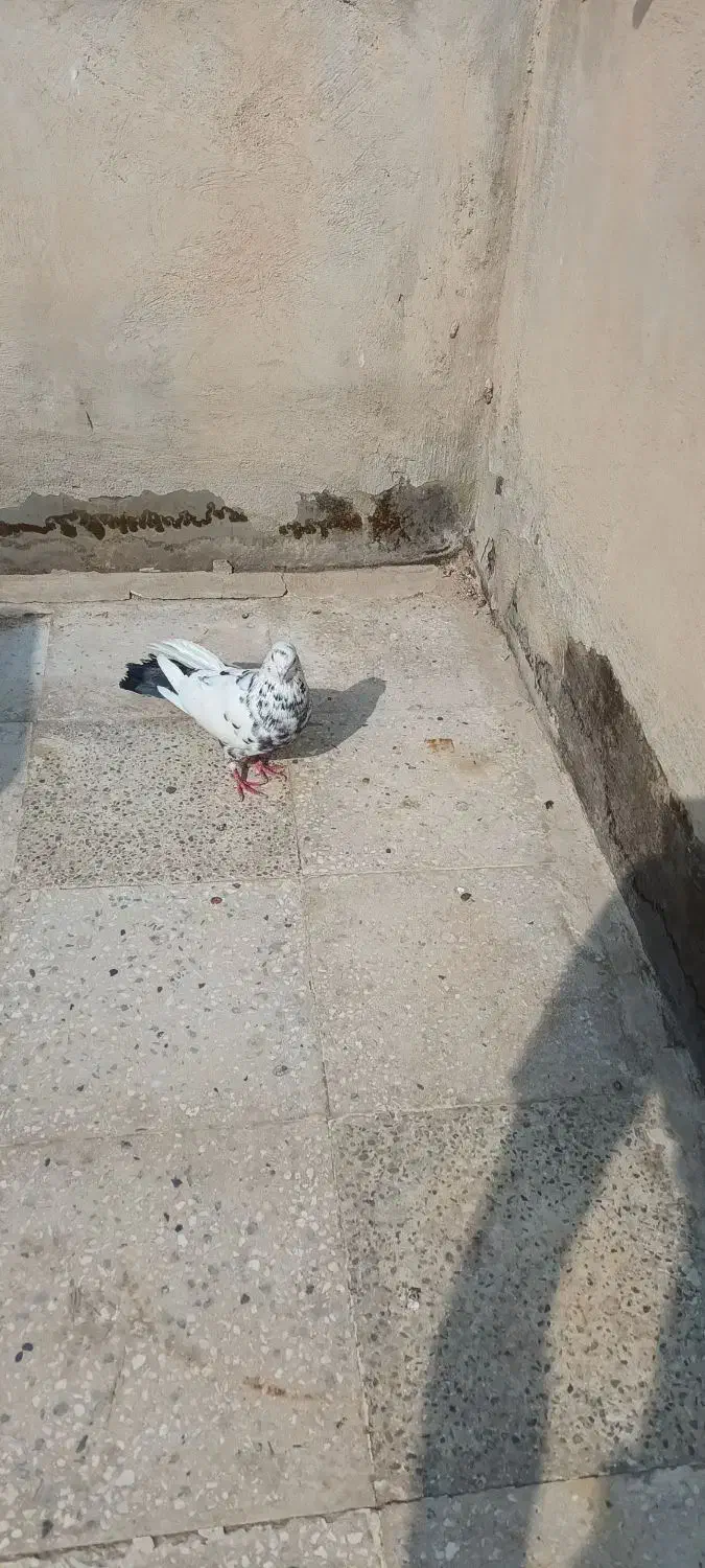 کفتر پرشی|حیوانات|ملارد, |دیوار