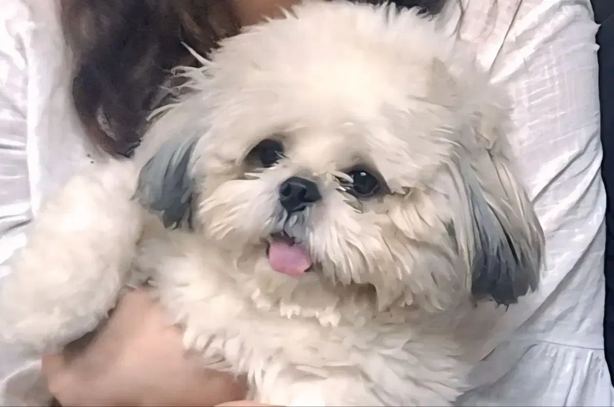 شیتزو فلت عروسکی نر 2ساله|سگ|آستانه اشرفیه, |دیوار