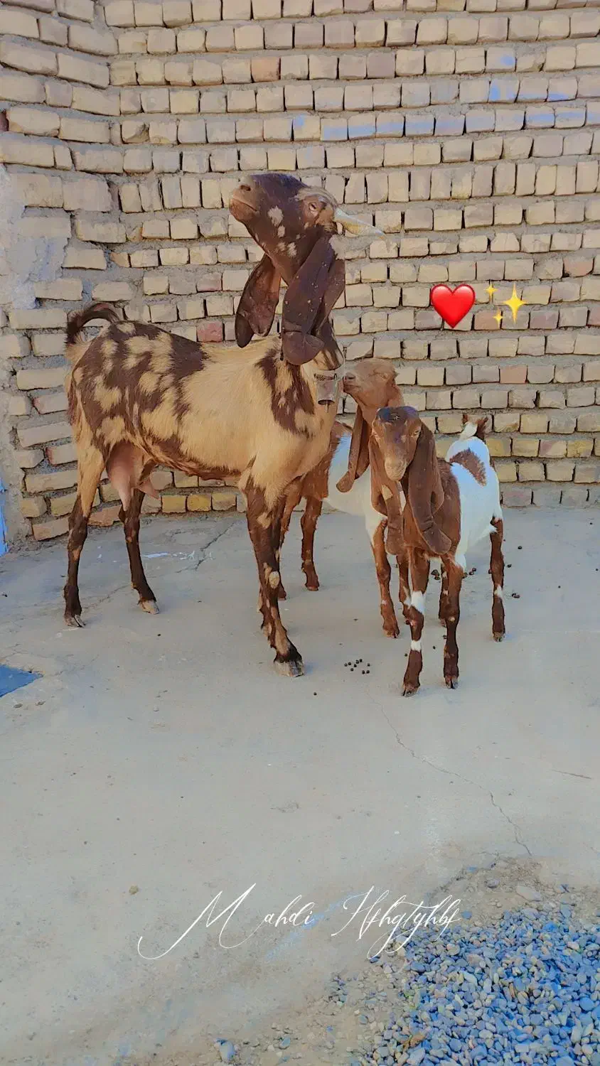 به نام خدا یک راس بزچهل خال جمل زافروشی|حیوانات مزرعه|کاشمر, |دیوار