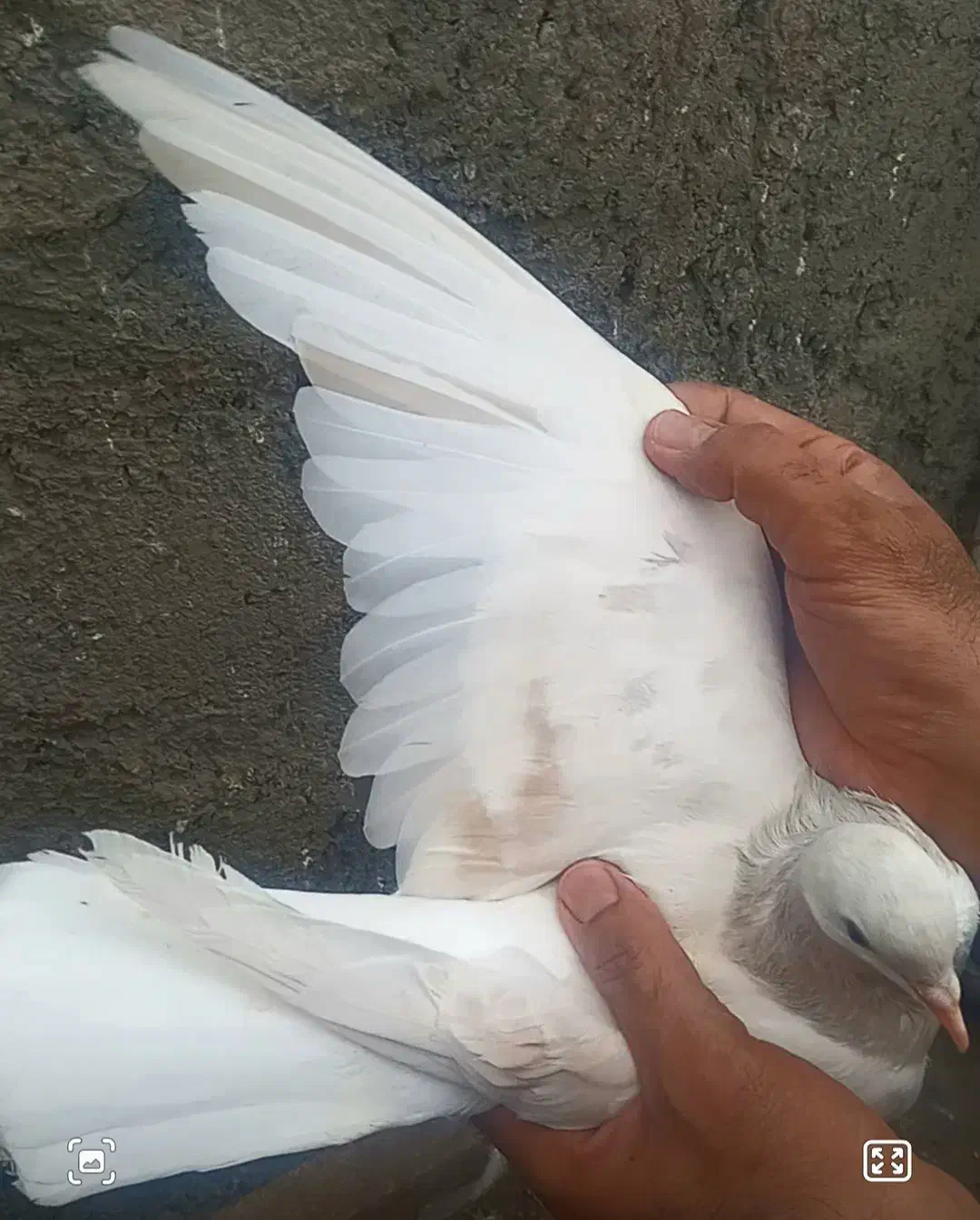 هفرنگ عتیقه|پرنده|نیشابور, ناسیونال|دیوار