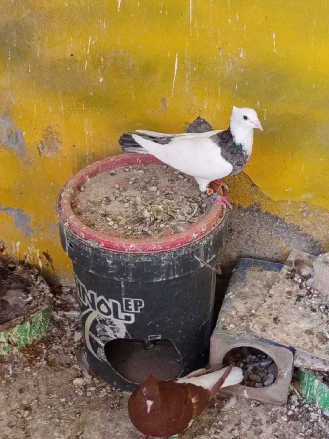 کبوتررنگه|پرنده|تربتحیدریه, شهرک ولیعصر|دیوار