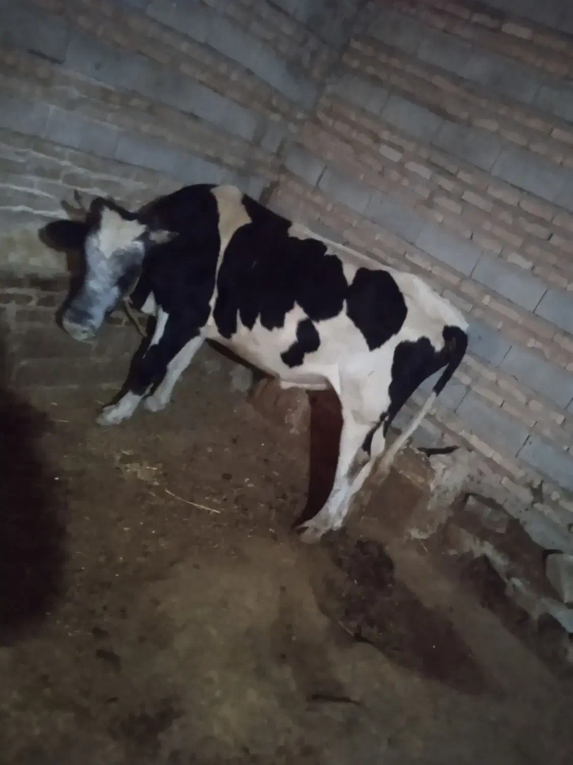 گاو نر سیمتال|حیوانات مزرعه|اهر, |دیوار