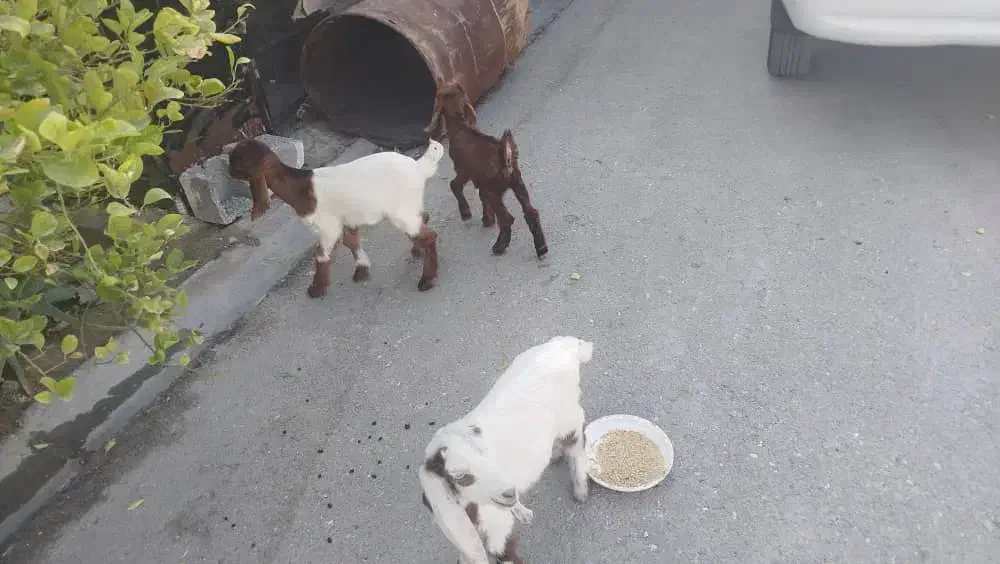 کهره|حیوانات مزرعه|بندر کنگان, |دیوار