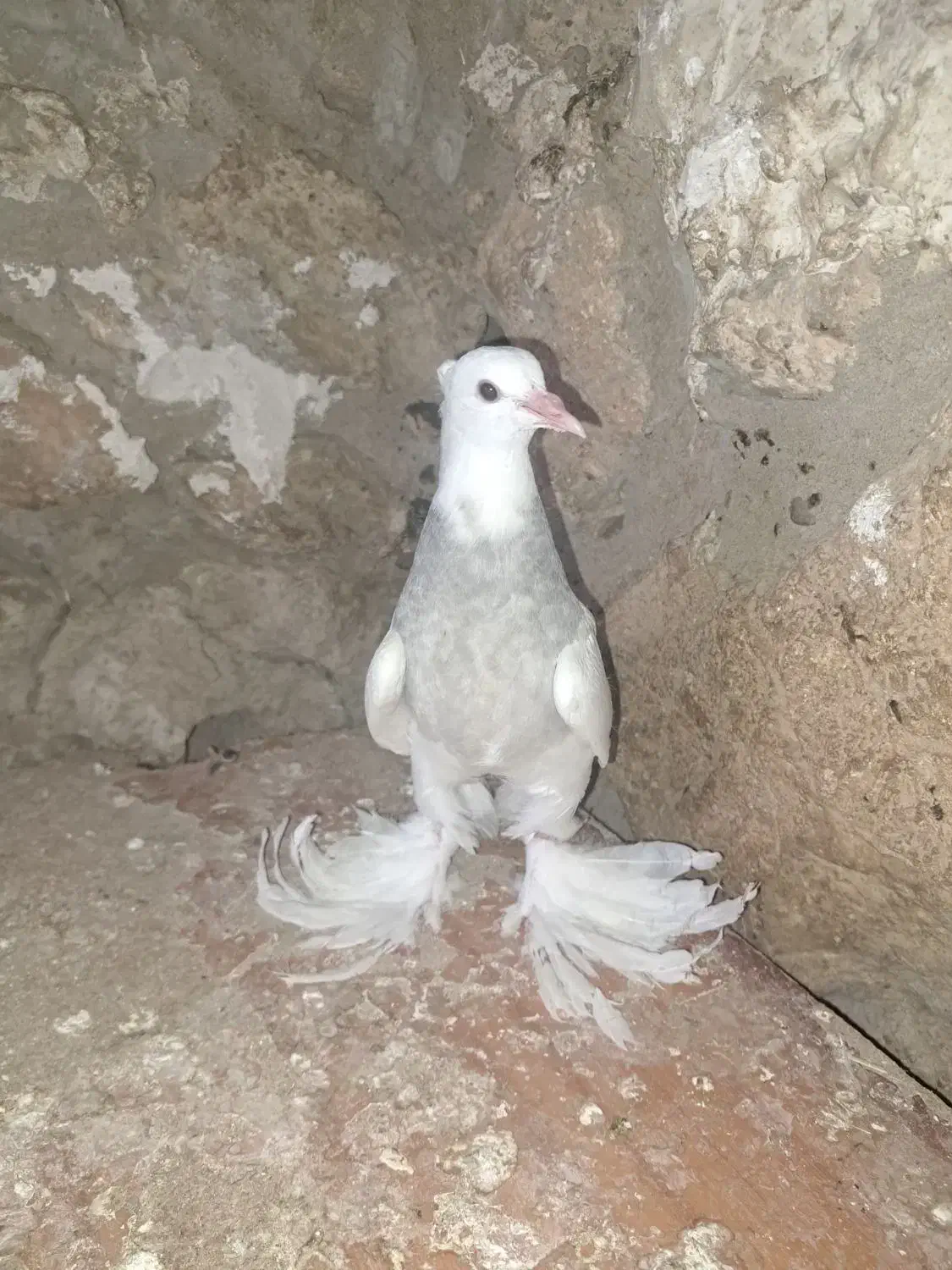 فروش چند عدد کبوتر طوقی|پرنده|سیسخت, |دیوار