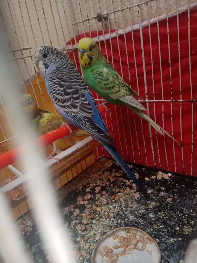 مرغ عشق جفت با جوجه|پرنده|مشهد, شهید قربانی|دیوار