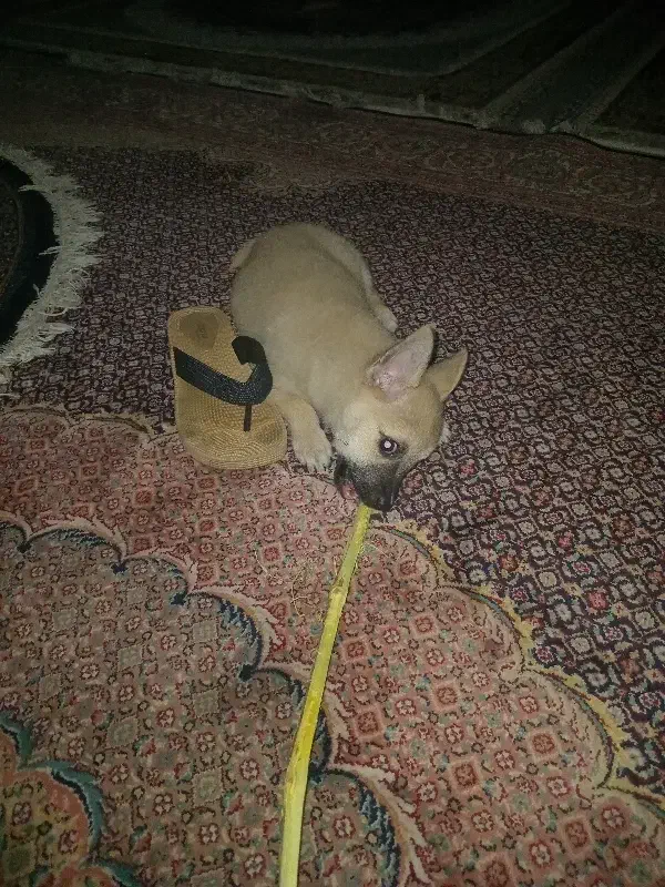 سگ اشپیتز واگذاررایگان|سگ|تهران, شارق|دیوار