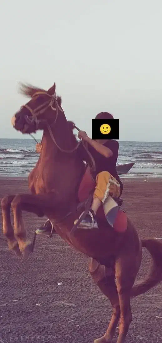 اسب کرسی کرند|اسب و تجهیزات اسب‌سواری|خشکبیجار, |دیوار