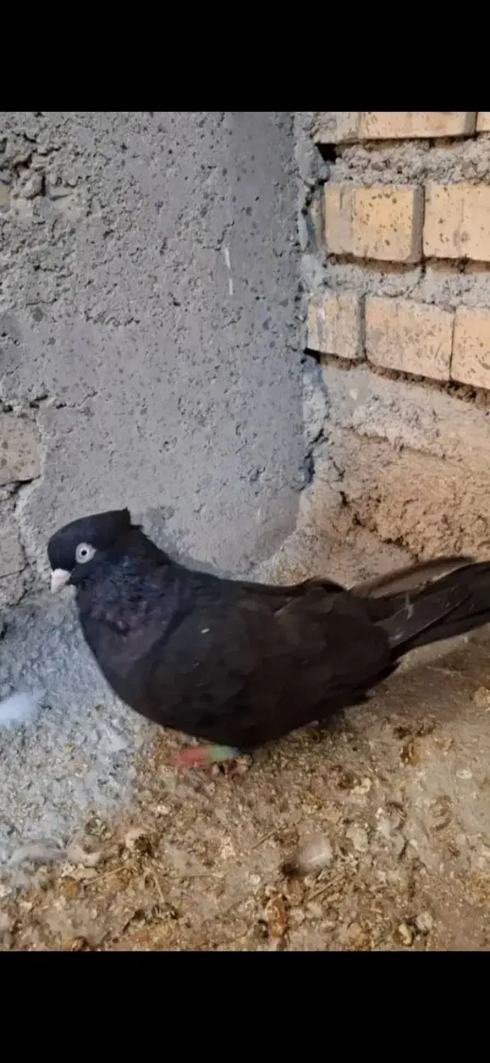 زاغ|حیوانات|آبادان, |دیوار