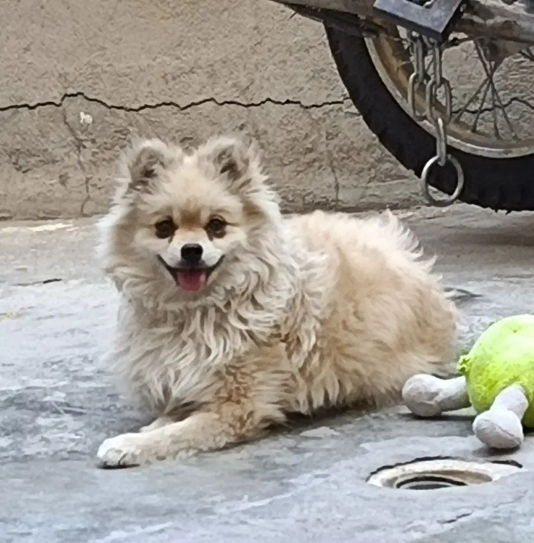 سگ.|سگ|دوگنبدان, |دیوار