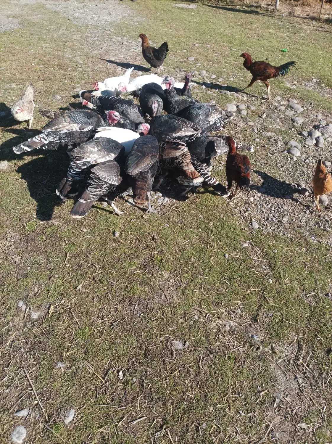 فروش بوقلمومحلی|حیوانات مزرعه|سراب, |دیوار