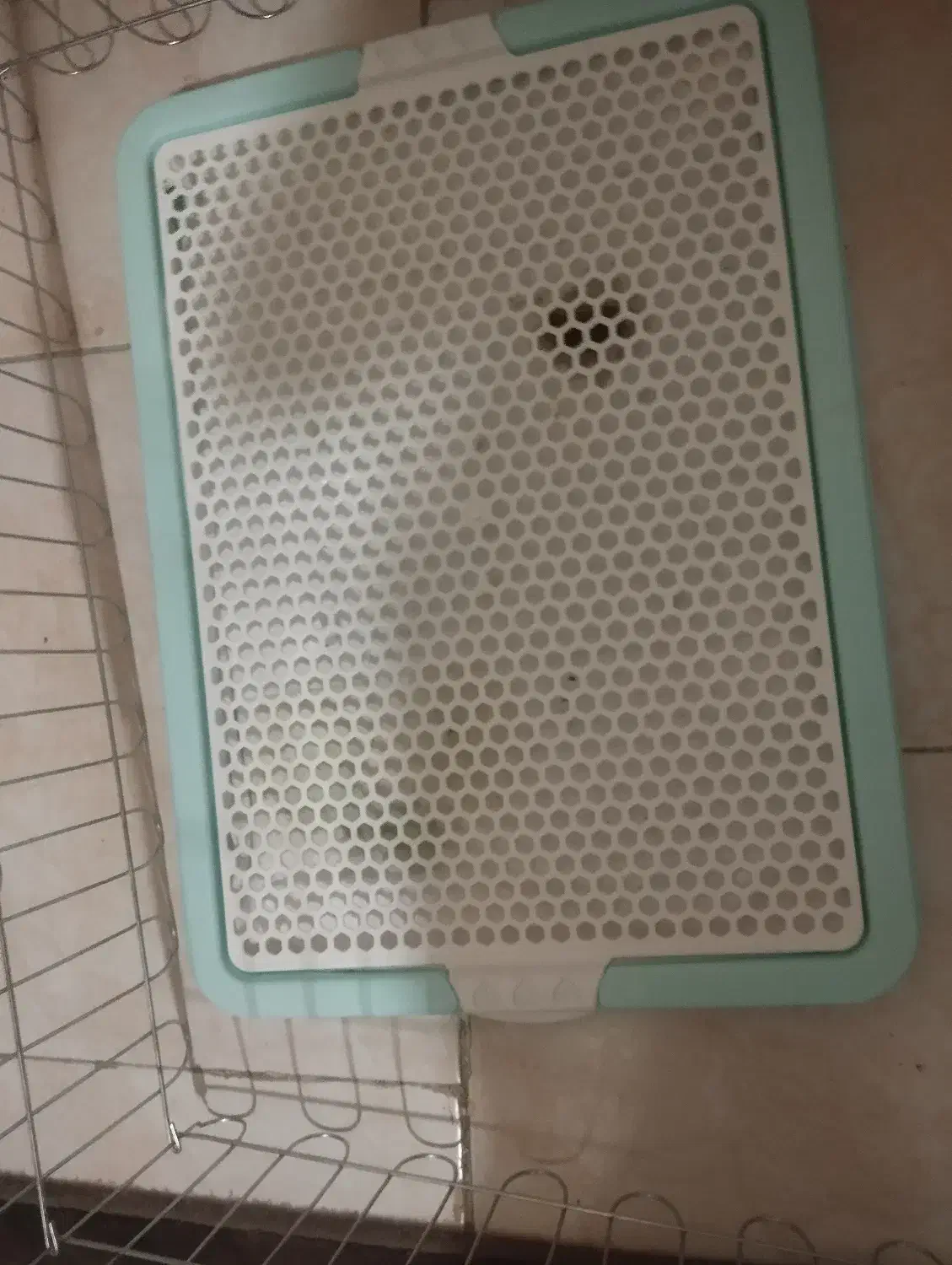 توله سگ|سگ|قدس, شهرک دانش|دیوار