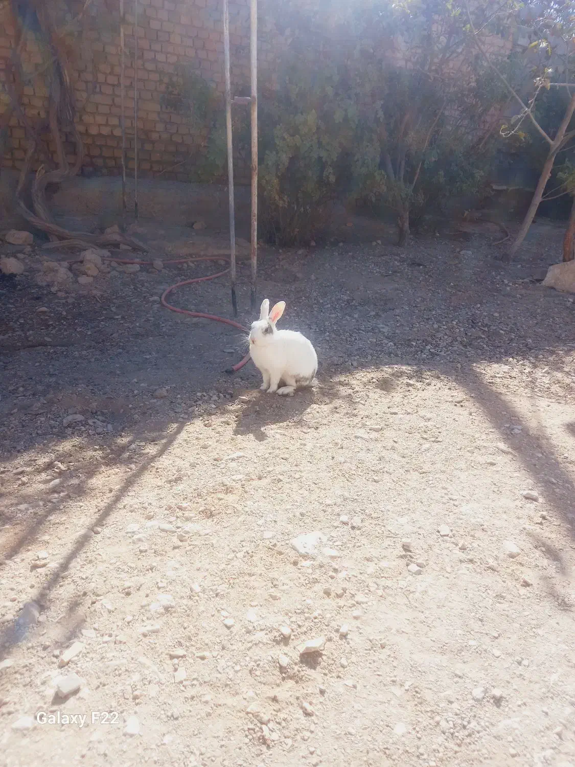 خرگوش|موش و خرگوش|چناران, |دیوار