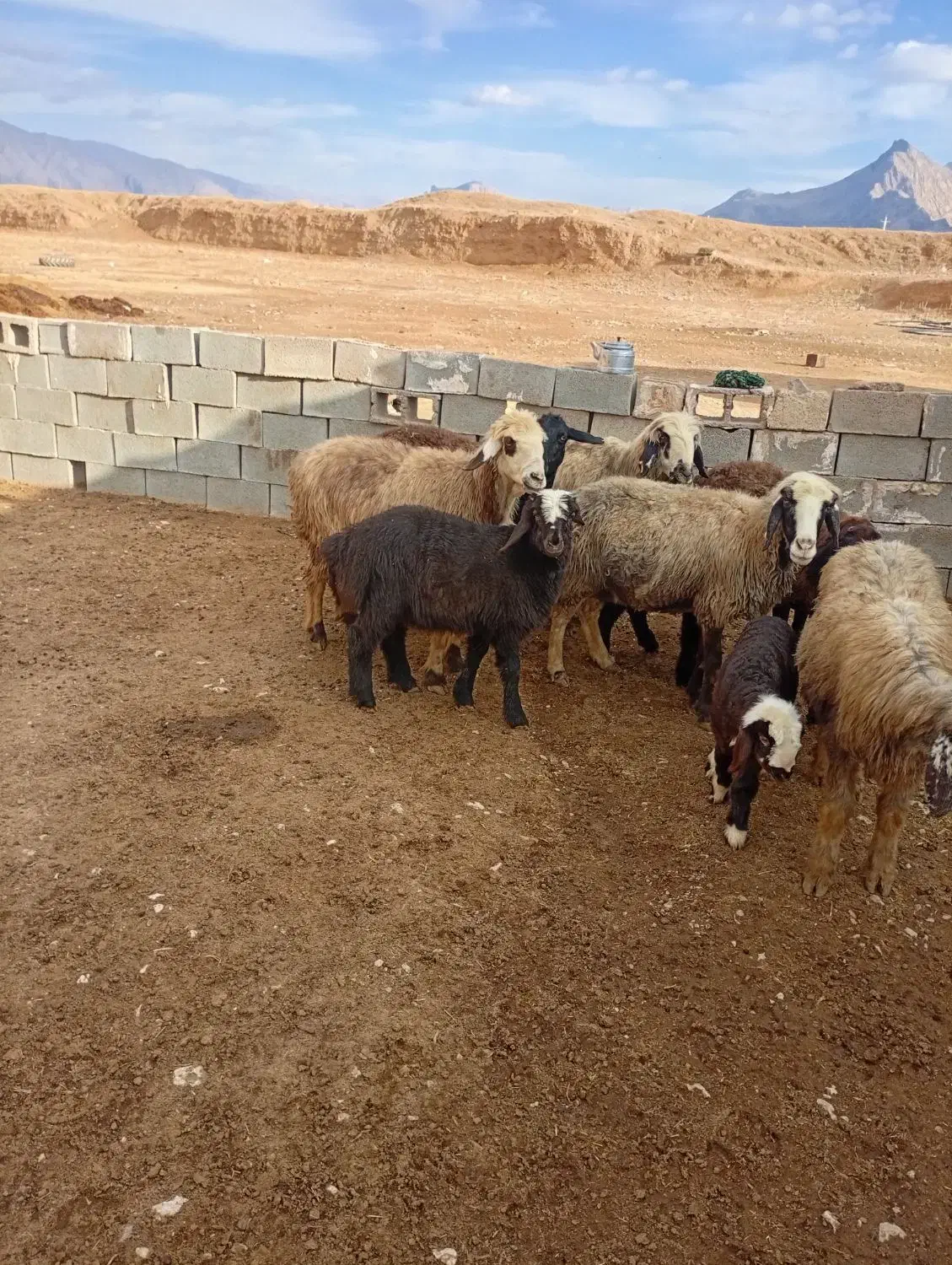 میش بره دار|حیوانات مزرعه|درودزن, |دیوار