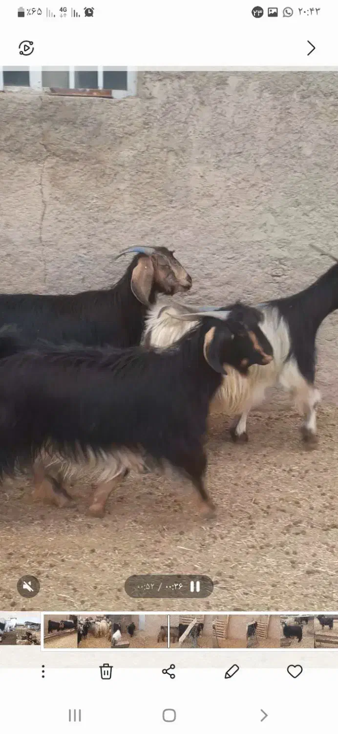 بز  ترکی مودار میش گوسفند معاوضه با میش دارم|حیوانات مزرعه|مشهد مرغاب, |دیوار