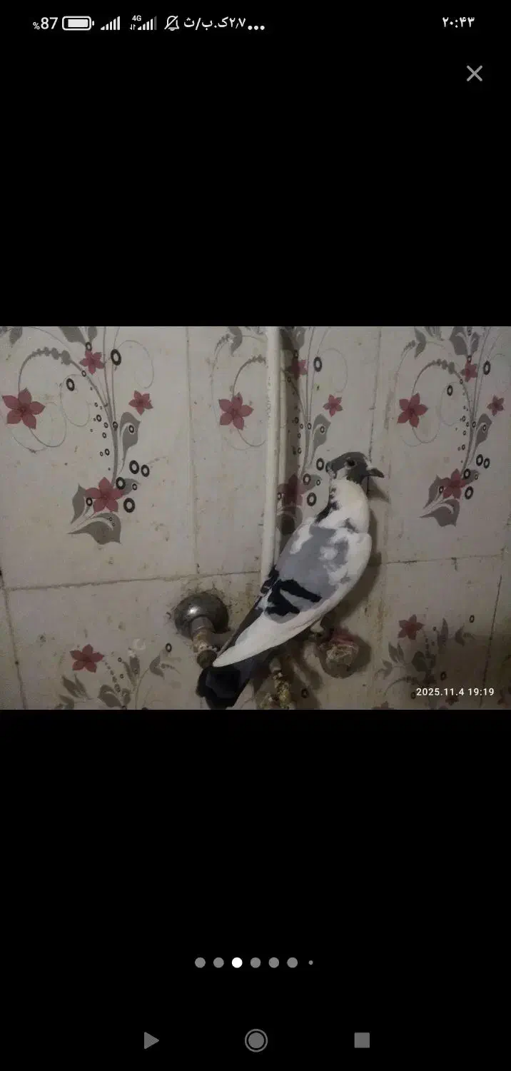 دوعدد ابلغ کرمانی تمیز|پرنده|سراوان, |دیوار