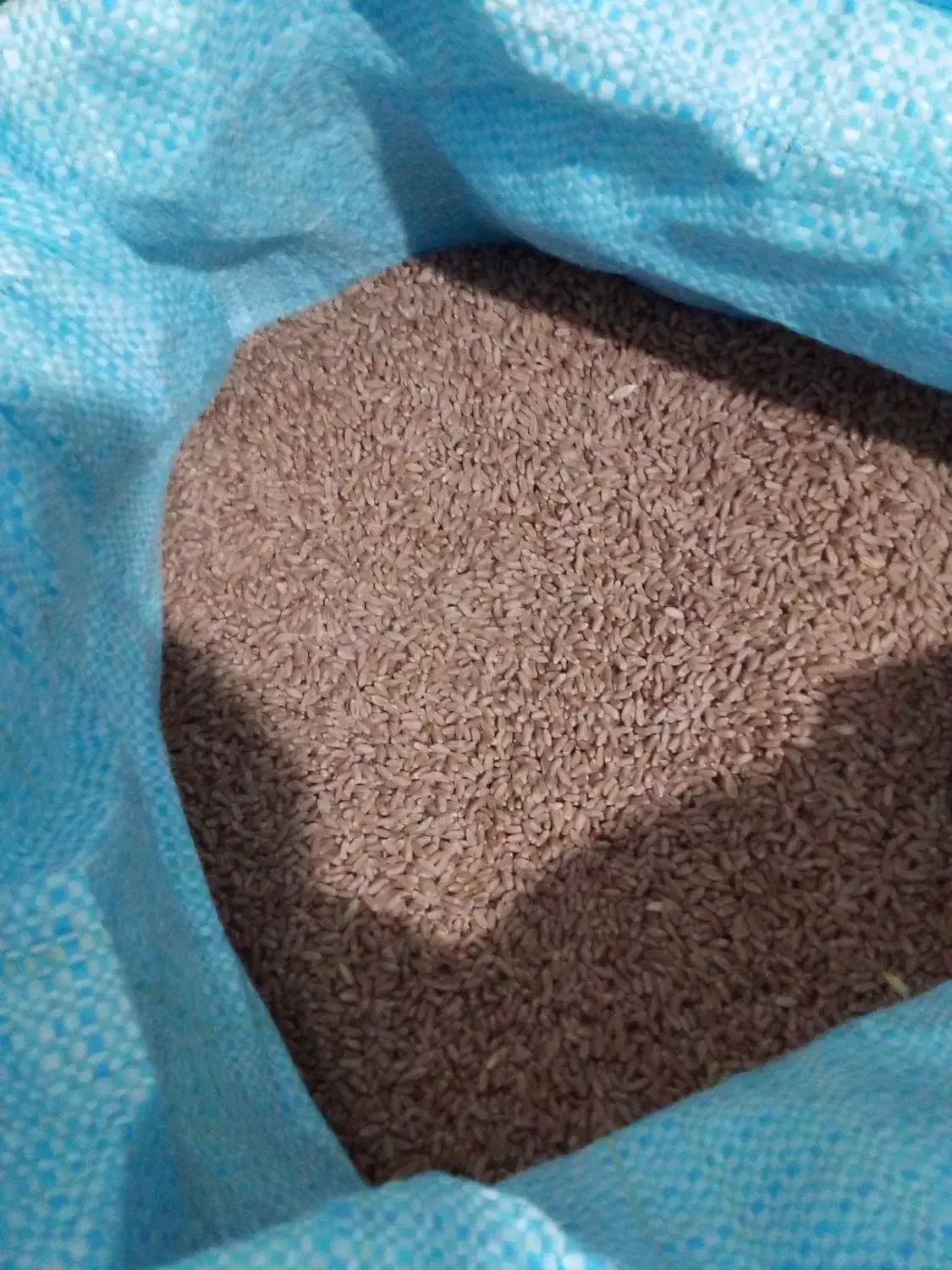 بذر گندم خارجی|گل و گیاه طبیعی|اسدآباد, |دیوار