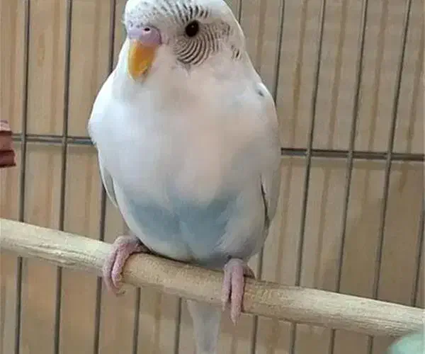 مرغ عشق دستی رام شده|پرنده|شاهین‌شهر, خانه کارگر|دیوار