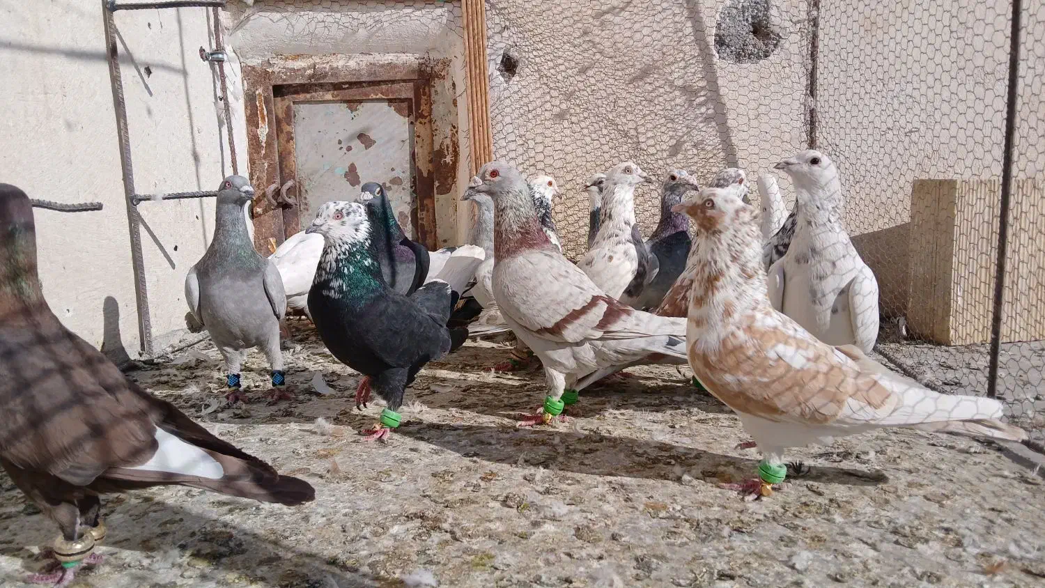 کفترپرشی|پرنده|نیشابور, مبارکه|دیوار