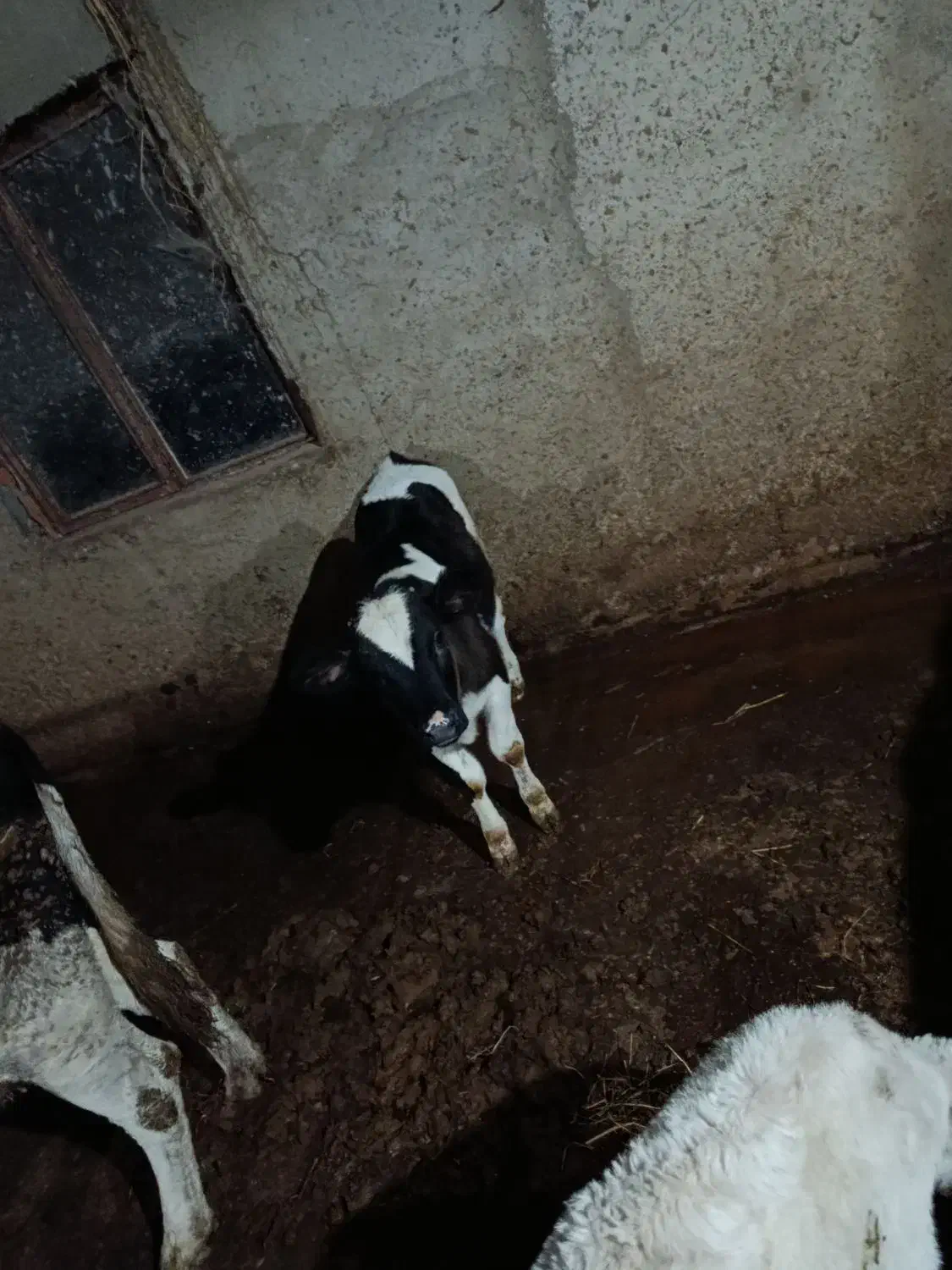 گوساله هلشتاین|حیوانات مزرعه|مرزیکلا, |دیوار